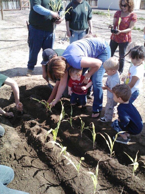 Colusa Indian Community Council Garden